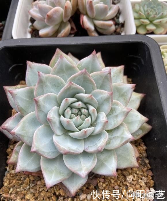 花盆|夏天种多肉,陶盆,紫砂盆最好,隔热效果好,更适合多肉生长