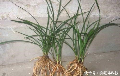 惊喜|这3种花不开花像野草,很多人都以为是野韭菜,开花后令人惊喜