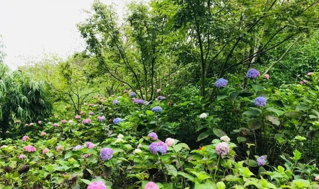 花海|巴南云林天乡的初秋，竟然还能看花海，约不约？