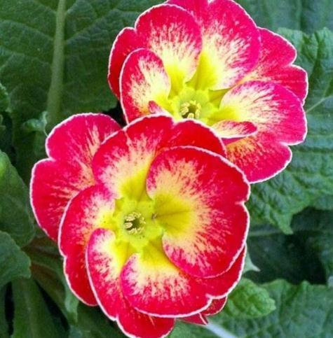 春养“一种”大岩桐，美过“牡丹”，给水就呼呼长，没光也开花