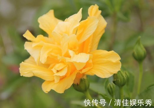 扶桑扶桑|几款经常爆盆的花卉，花色清新美丽，似凤凰振翅，花开妖嫩轻盈