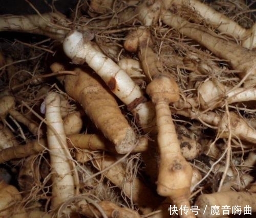  饭桌上不常见的野菜，吃过的人是少数，农村人才认识！