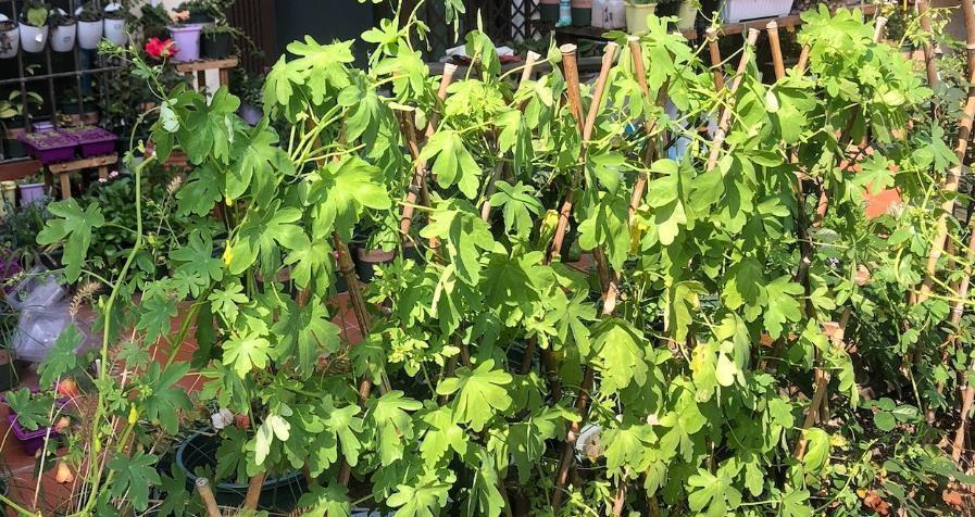 根系|99%的花是被浇死的,教你如何正确浇水,永远不再养死花