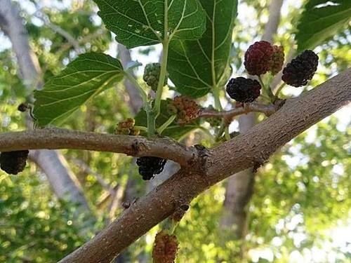 这种没皮没核的野果,古人称它为“肾之果”,5月错过它太可惜