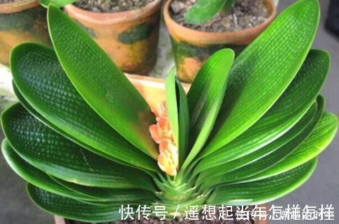 烂根|君子兰烂根了先别扔，老花友教你几招轻松救活，而且还能爆盆开花