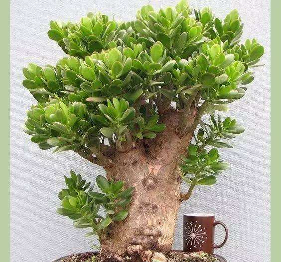 养此3种花卉，30天“掐个头”，一年长成“老桩”，好看好养