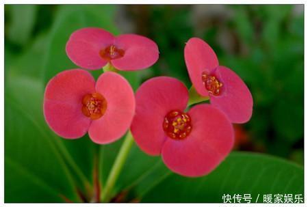 这8种花,冬天非但冻不死,还花开不断,挤满整个阳台!