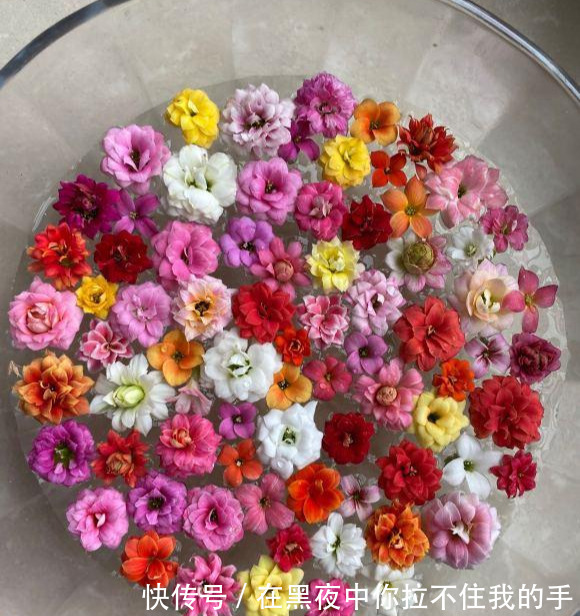 秋天到长寿花“撒欢长”,教你3个窍门,摁住枝条,长花苞