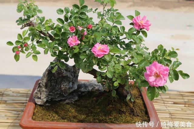 土质|月季盆栽要领分享：作为养花人，收藏这一篇就够了！