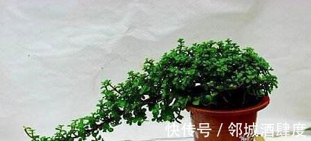 枝条|大妈养一株“象鼻”盆景, 从没人要变“万元级”, 才花3个月!