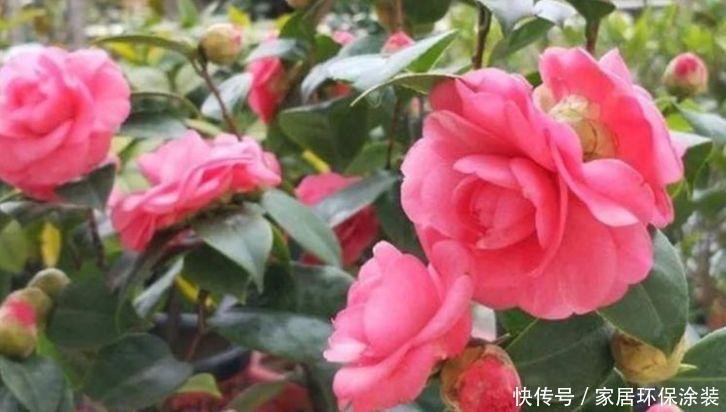 正月二十九后 有钱人都养4种花 寓意迎好运添福气 花美心情好 粉紫色 正月二十九后 有钱人都养4种花 寓意迎好运添福气 花美心情好 粉紫色