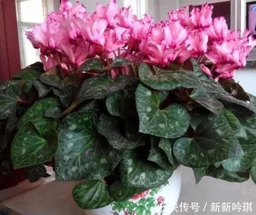 密闭的阳台里养花,为什么冬天更易患上病虫害?该怎么防范?