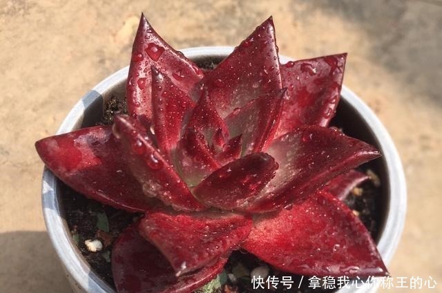 大明星|5种多肉名字太洋气,听起来就像大明星,养在家里“倍儿有面”!