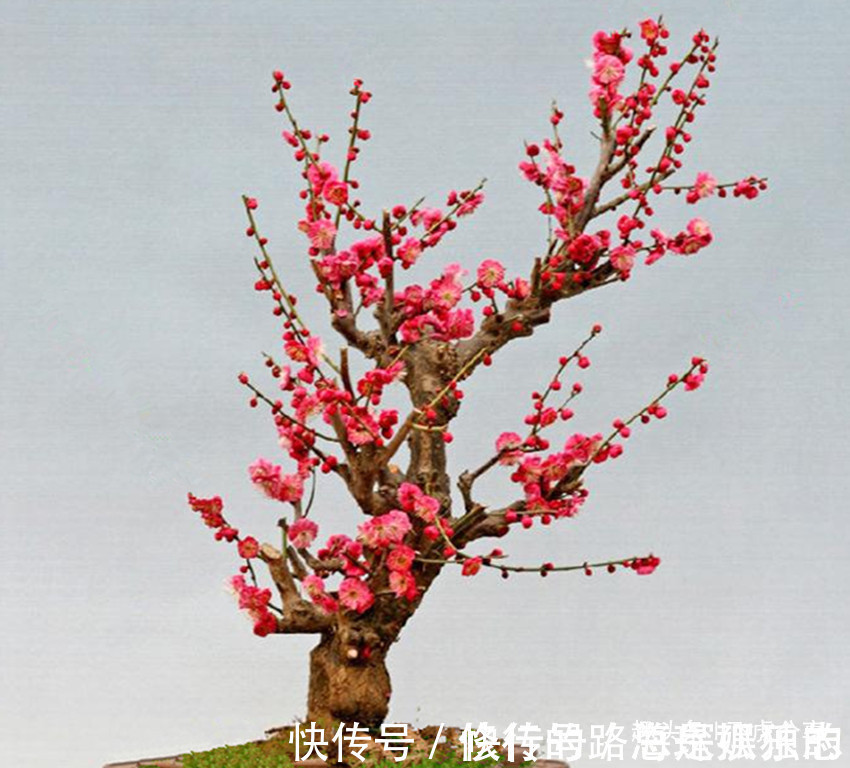 花草|花中三绝和花草四雅,每一盆都飘逸俊秀、亭亭玉立,你家有吗