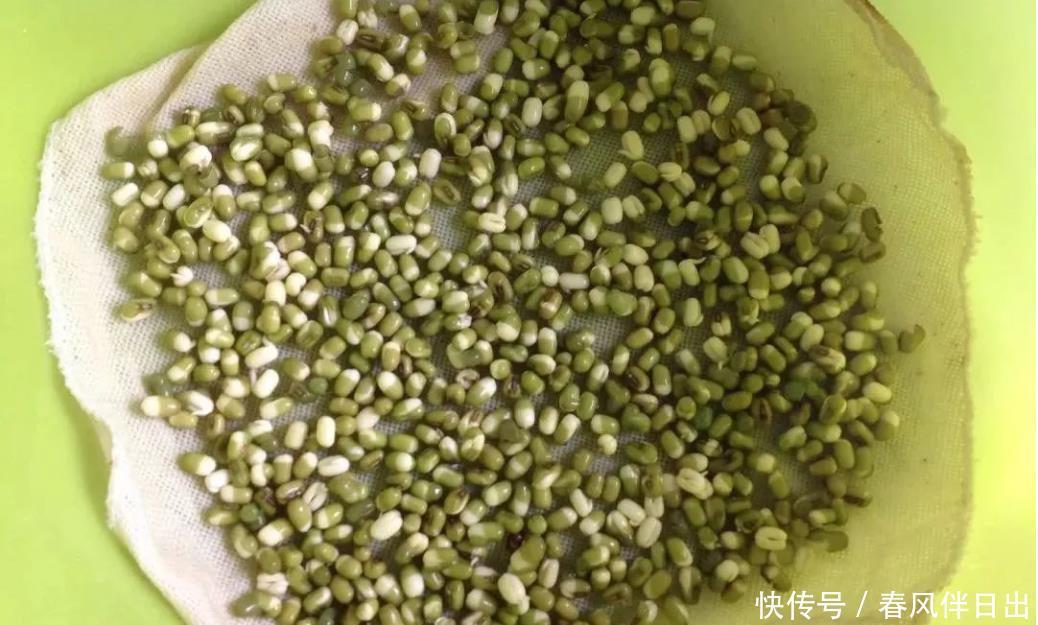 冬天也能快速收获的蔬菜,放在阳光下喷点水,七天就能吃一次