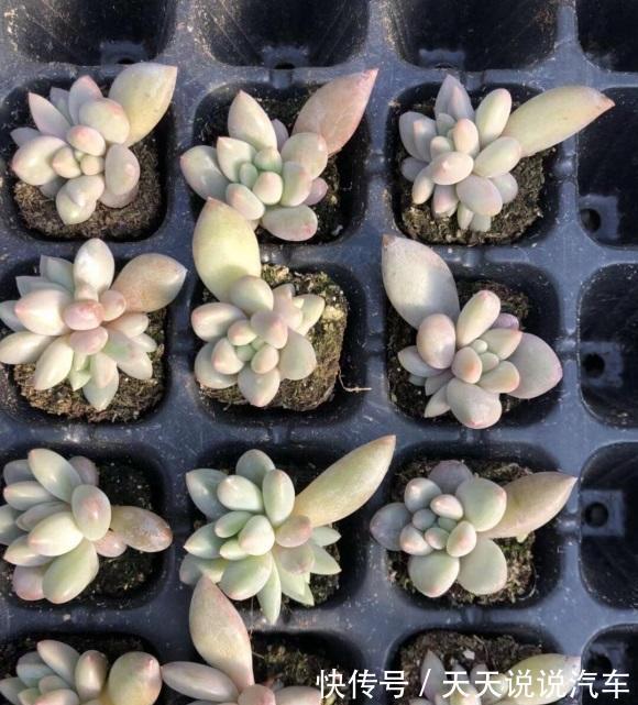 养花人,要学会“以花养花”,学着繁殖幼苗,幼苗也可以售卖