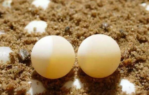 這蛋的含鈣量比雞蛋高4倍,卻比鵪鶉蛋還小,很少有人吃過