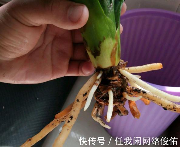 君子兰达到开花条件,总是不开花怎么办教你如何解决