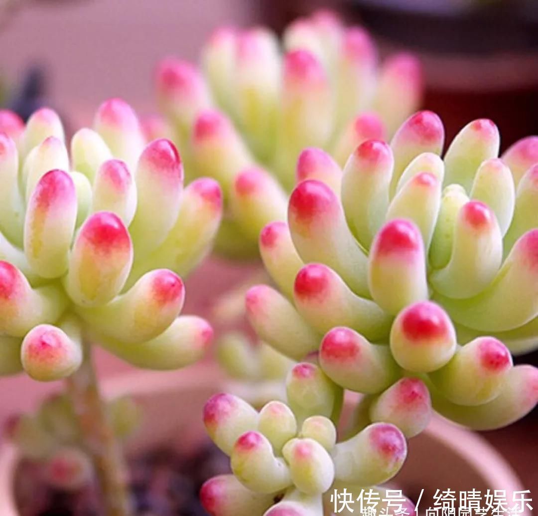 多肉养的胖嘟嘟，关键在浇水上，学学浇水小技巧，多肉长爆盆