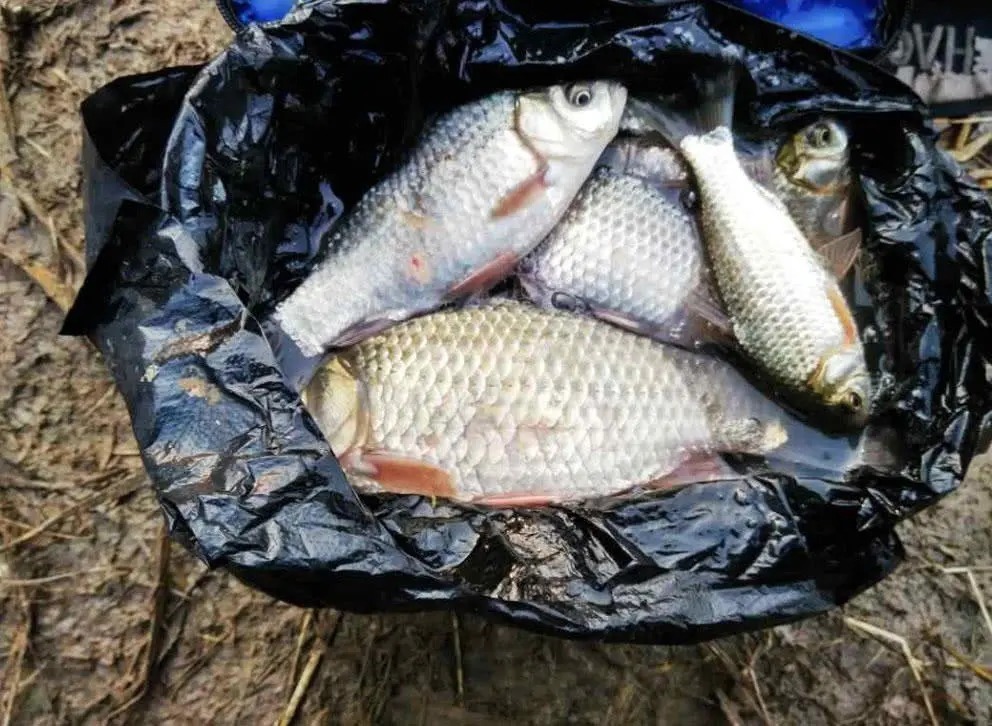 地形|野河钓鲫,钓位这样选,渔获翻3倍!