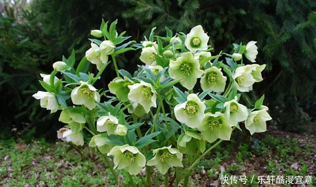 这3种花,零下20度冻不死,现在买一盆,新年不愁没花看