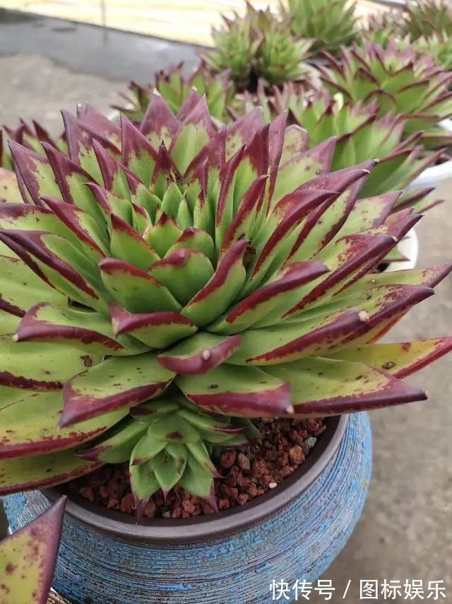 遇见,是一生!遇见多肉,是我的余生和全部!