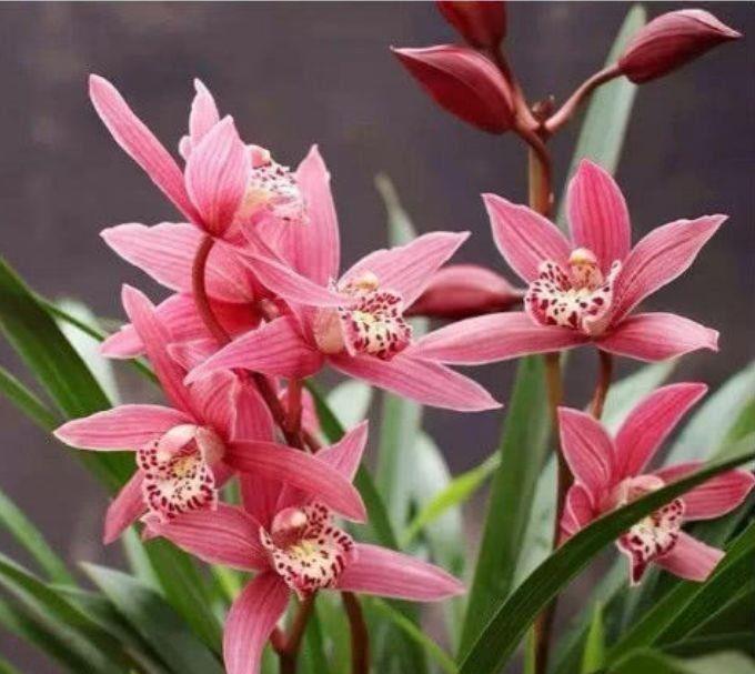 4种花一定要养,花开爆盆美如花,枝头窜满花苞,入手不亏