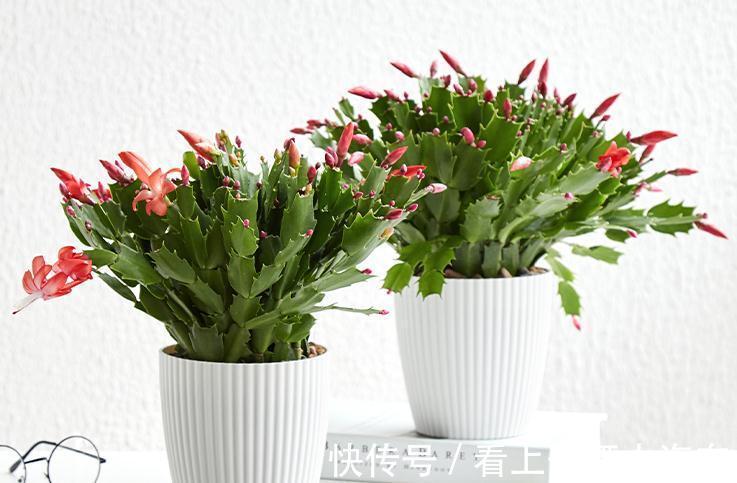 这些年养蟹爪兰的经验