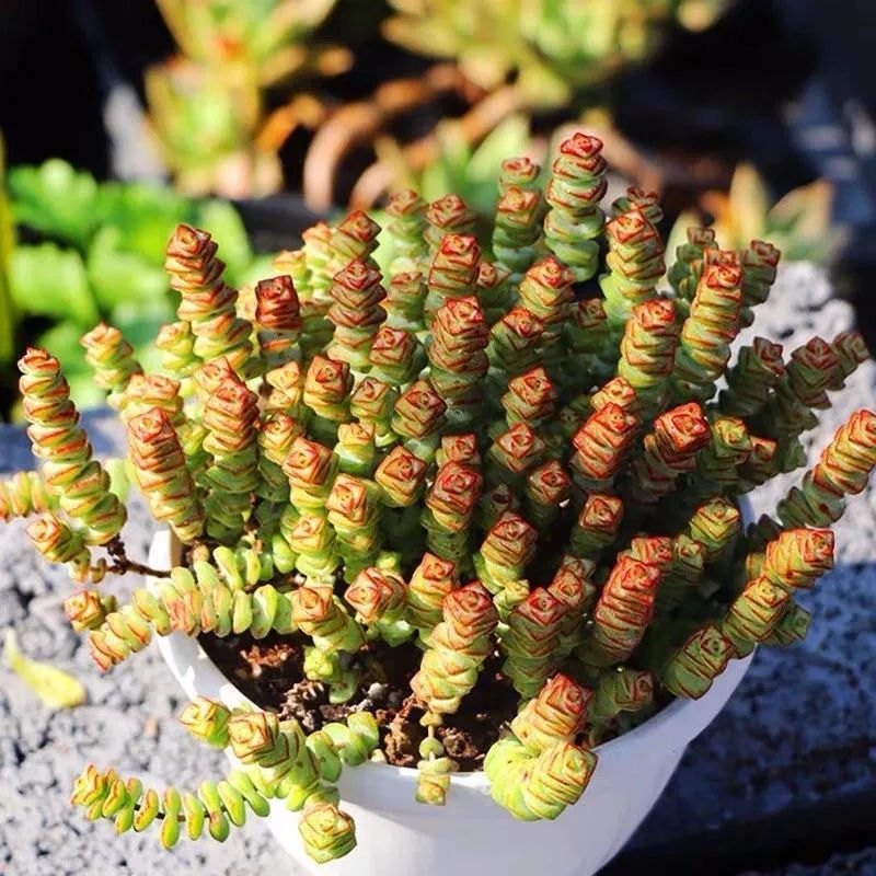 八种命里带“钱”的植物，家里养一盆，招财又旺运，你家养了几种