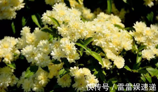 花开像月季，易爆花，-20℃冻不死，好养活不生病，比桂花香10倍