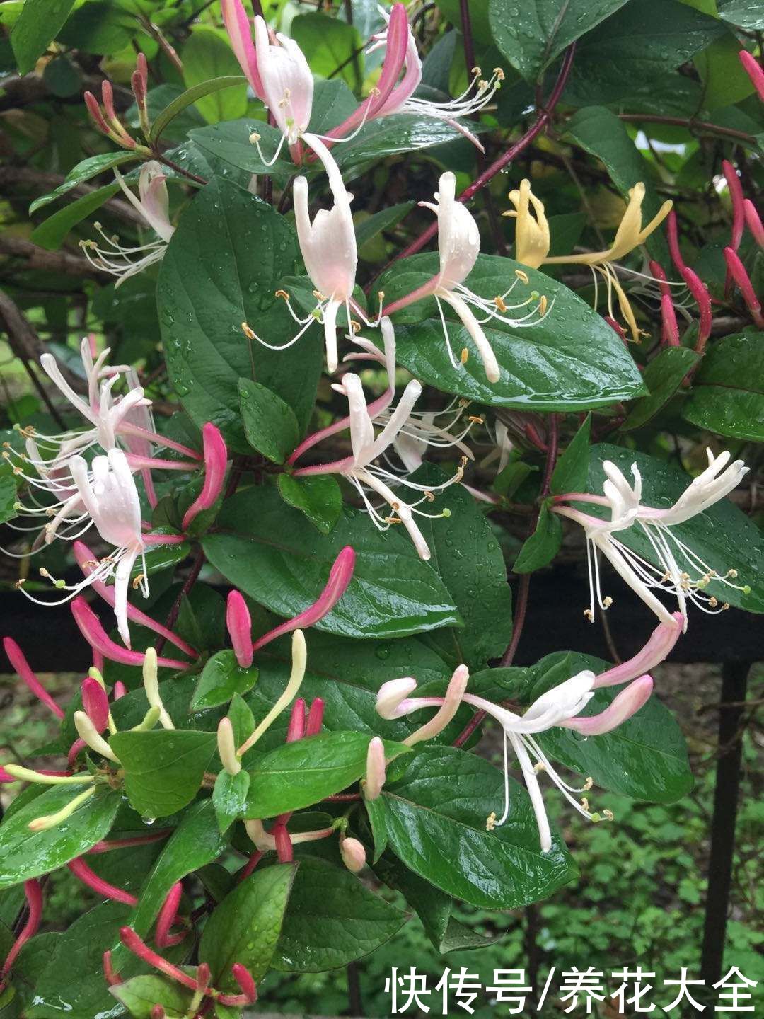 一扦插就活,还能用来泡茶喝,这花种了就是赚了