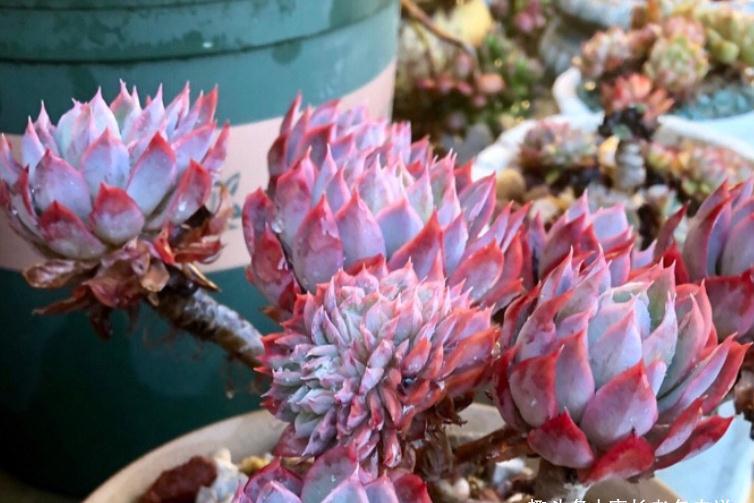 多肉蓝安娜为什么又叫火焰杯?若是你看过它最美的状态就会懂了