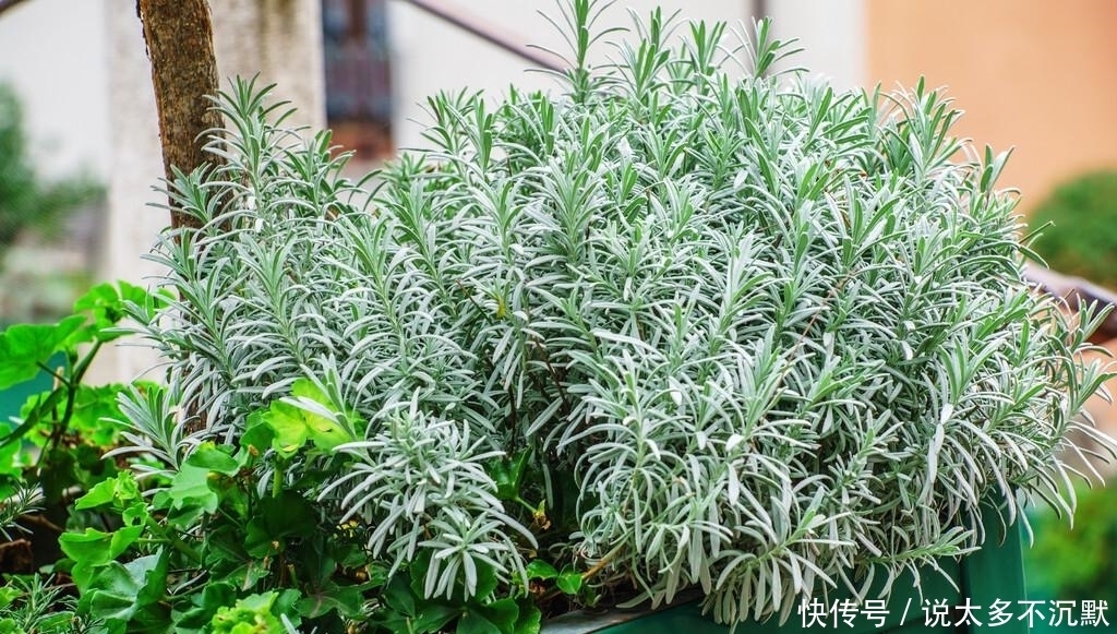 “迷迭香”闻起来是香,但是养起来很烦?谁告诉你的,其实很简单