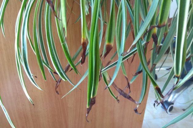 养分|吊兰怎么养才能更佳旺盛,花友们值得一看