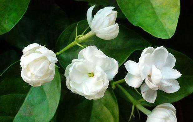 浇水|北方就养这种花,剪根枝条插上就成活,香味十足,花开300多天