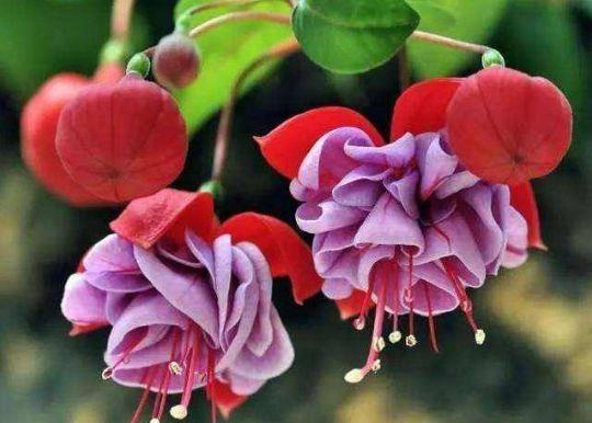 几种花漂亮又好养，长得高大叶片大，颜值超高的