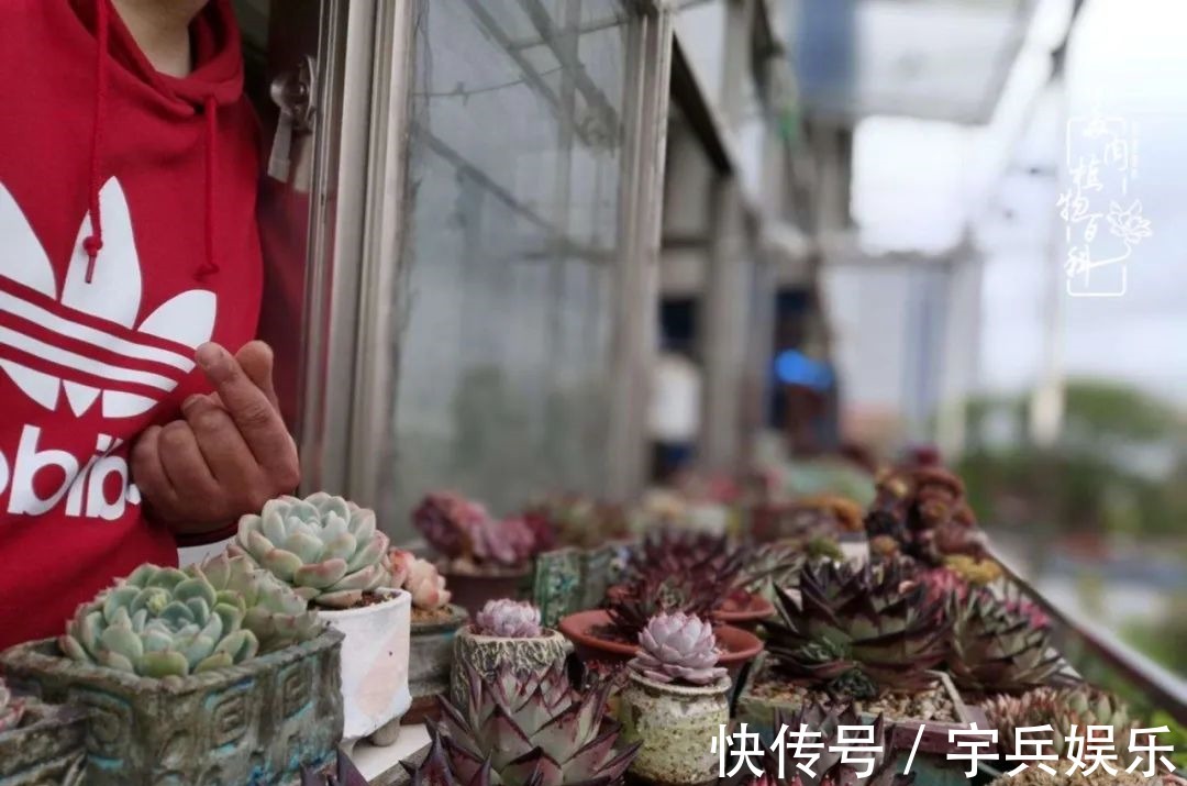 多肉植物|养多肉三年多九万里悟道，终归诗酒田园！