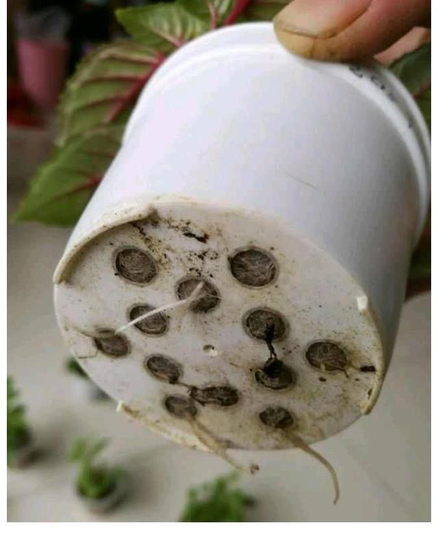 好处|三伏天里这3种花要备份，来年好处多多