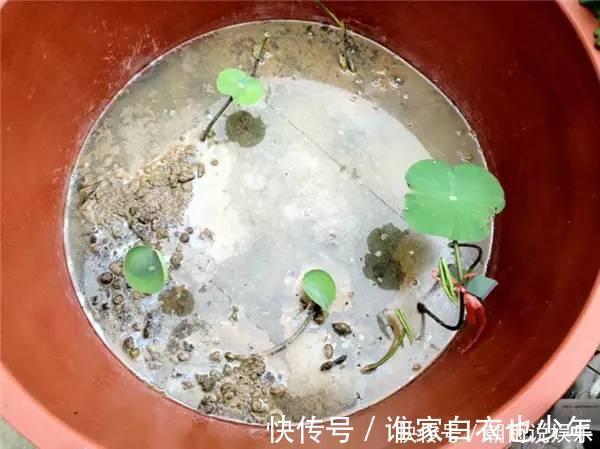 莲藕|大妈用水桶种莲藕，没想到藕多得把桶都撑破了，方法还那么简单！