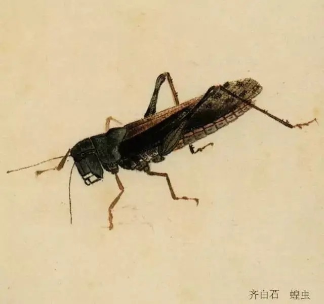 蝈蝈$国画技法图典——草虫篇:蝗虫 蚂蚱 蝈蝈 螽斯 螳螂 蟋蟀