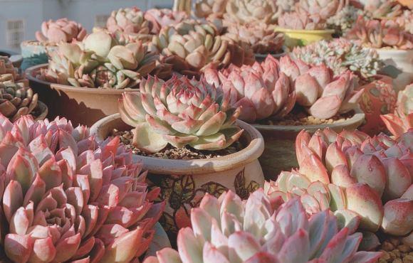 草炭土|最好养的景天科多肉，种到土里不用管，毛细根蹭蹭扎到土里