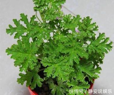 驱蚊草|有钱没钱，都得养盆“它”，好养、能驱蚊，一年到头“没蚊虫”