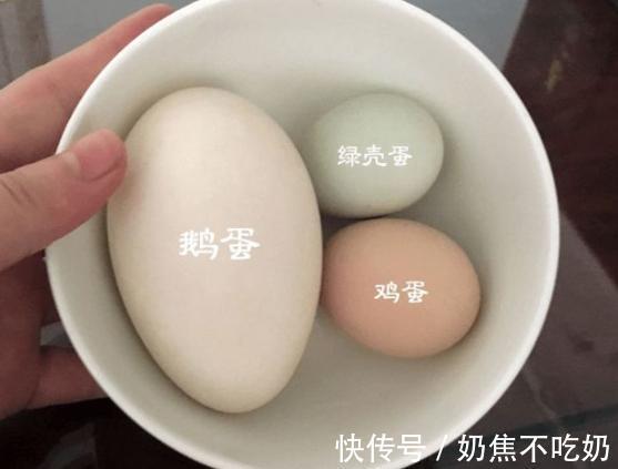 鸡蛋|鸡蛋、鹅蛋、鸭蛋，哪个更有营养？营养师告诉你标准答案
