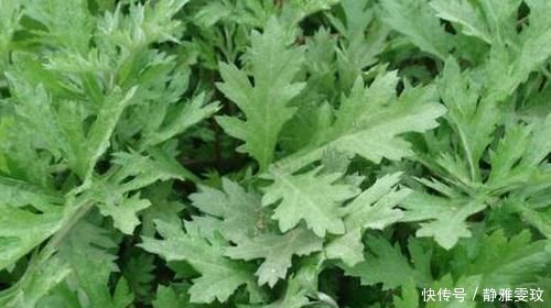 功效|“艾叶煮鸡蛋”有4大调理功效,4类人若坚持吃,养生效果会更好