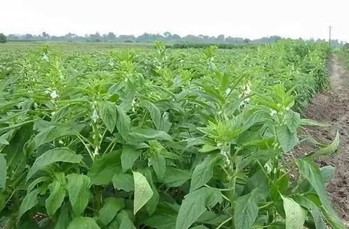 炎症|春天适合排毒，吃以下食物，活血消脂，缓解炎症，女人吃了好