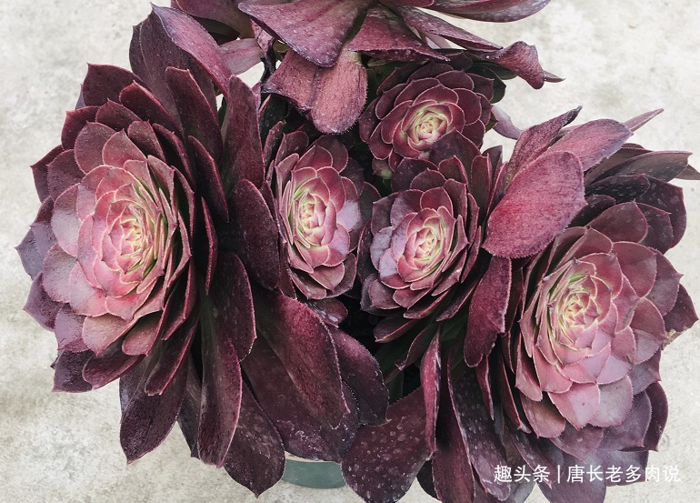 法师多肉一碰就掉叶子两种原因和对应的处理方法,看看就学会了