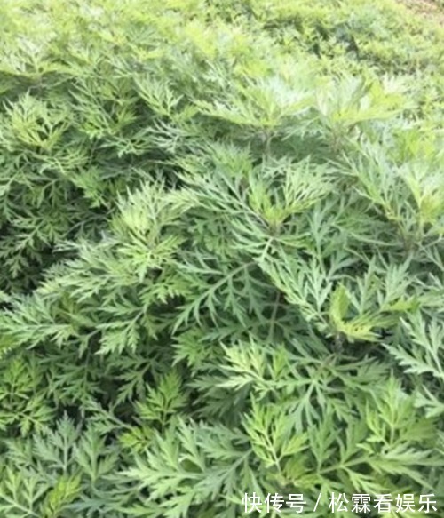 野菜|农村最不起眼“野菜”,能安心神治牙痛,补肝润肺,轻松告别失眠