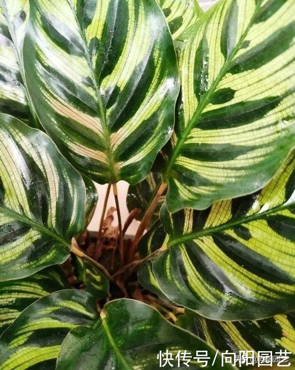 客厅没有太阳光，适合养这些植物，浇浇水，叶子就能四季常绿