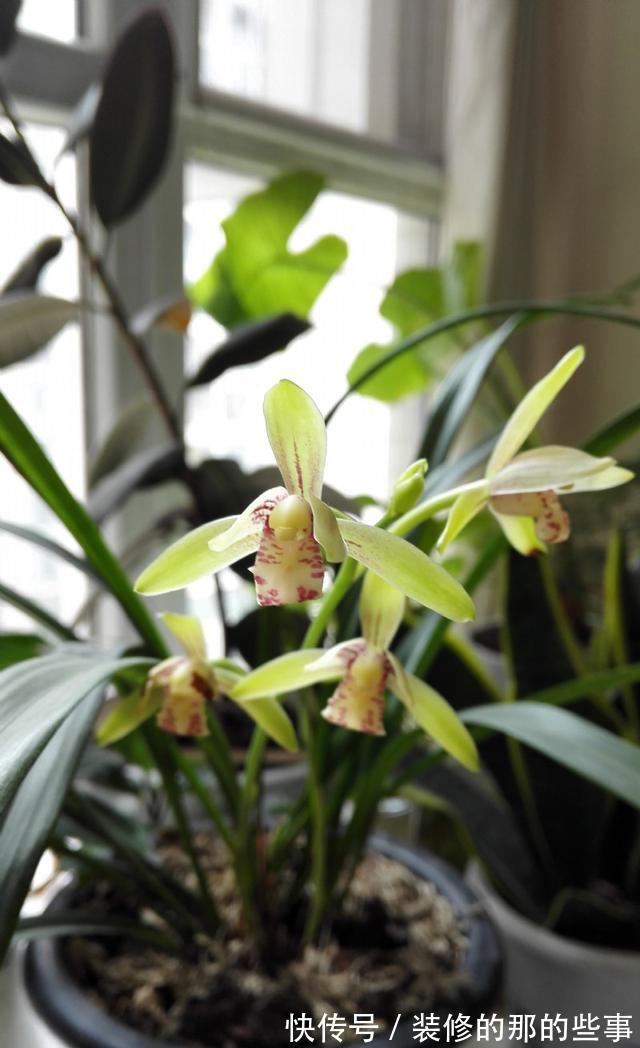 曾卖出天价的兰花,四季兰铭品,今价格亲民,发芽率高,便宜好养