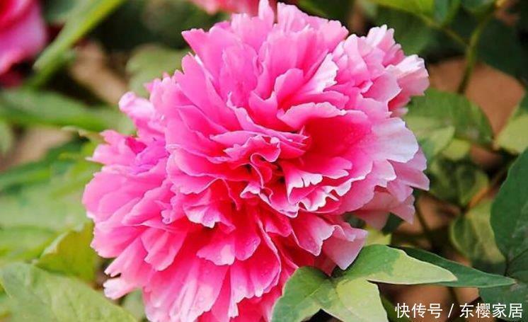 夏天|夏天养花,不妨养这四款花,盛开时繁花似锦,花色美轮美奂